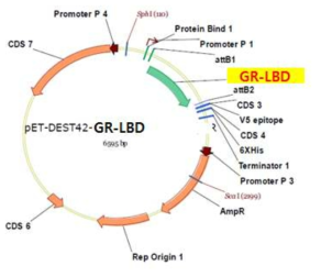 코티졸 리셉터 GR-LBD 발현을 위한 유전자 클로닝 디자인