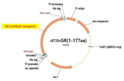 코티졸 리셉터 (full-length GR) 발현을 위한 유전자 클로닝 디자인
