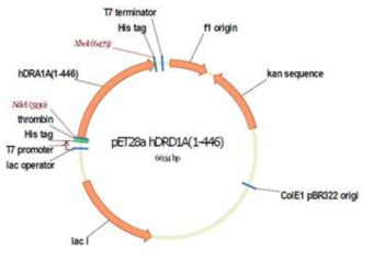 도파민 리셉터 (DRD1A) 발현을 위한 유전자 클로닝 디자인