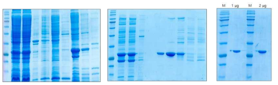 GR-LBD 리셉터 단백질의 분리정제 결과 SDS-PAGE Histag affinity (좌), ion-exchange chromatography (중앙), 최종 SDS-PAGE (우)