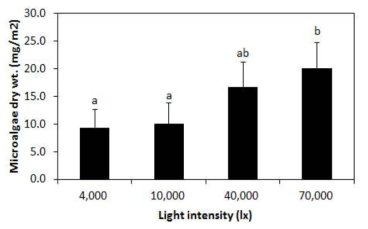 흰색 LED의 세기 (4,000∼70,000lx)에 따른 파판 표면에 부착한 조류의 건중량(mg algae/m2)