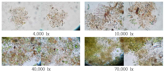 흰색 LED의 세기(4,000∼70,000 lx)에 따른 파판 표면에 부착한 조류 현미경 사진
