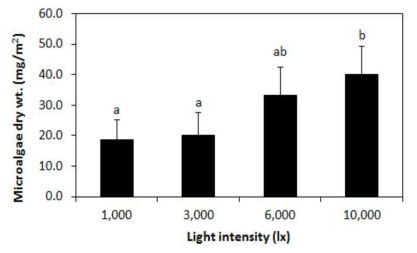 흰색 LED의 세기(1,000∼10,000 lx)에 따른 파판 표면에 부착한 조류의 건중량(mg algae/m2)