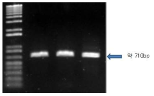 미토콘드리아 COI 유전자 PCR 증폭산물 Lane1 : 1kb plus DNA ladder, lane2: 참다슬기, lane3: 곳체다슬기, lane4: 주름다슬기