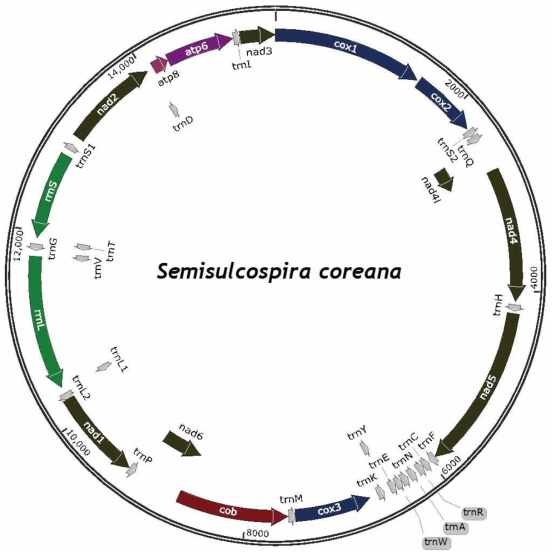 참다슬기(Semisulcospira coreana) 미토콘드리아 게놈 유전자 구조