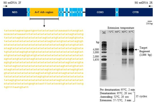 미토콘드리아 게놈 non-coding region을 증폭시키기 위한 PCR 프로토콜