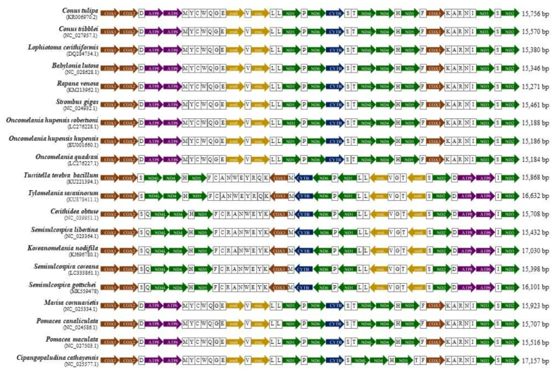 신생복족류의 미토콘드리아 게놈 구성 및 배열