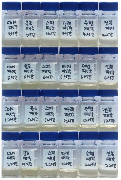 8주간의 사육실험 종료 후 각고 1.0-1.5 cm 참다슬기 패각의 사료 공급 시간별 C:M (2:1, v,v) 혼합액 색소 추출 결과