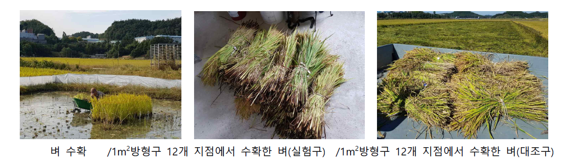 틸라피아-참게방사구와 관행구 벼 수확