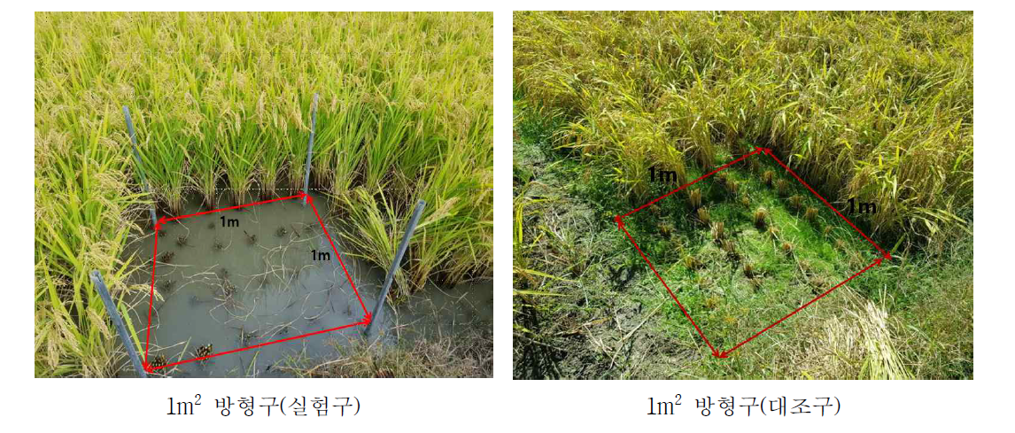 실험구와 대조구의 1m2 방형구