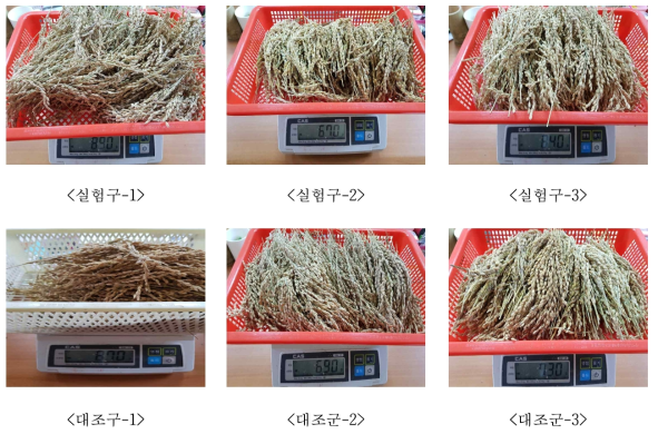 실험구와 대조구의 이삭당 낟알 수