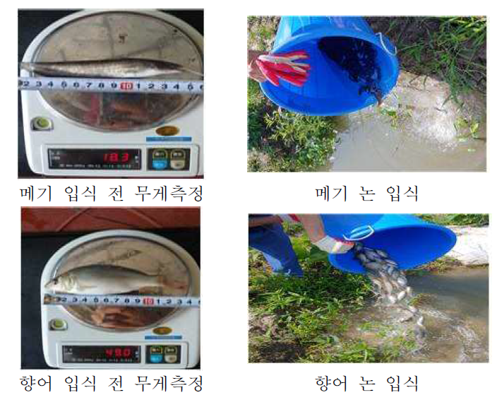 메기와 향어 입식