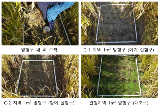 메기, 향어 실험구와 대조구 방형구 벼 수확