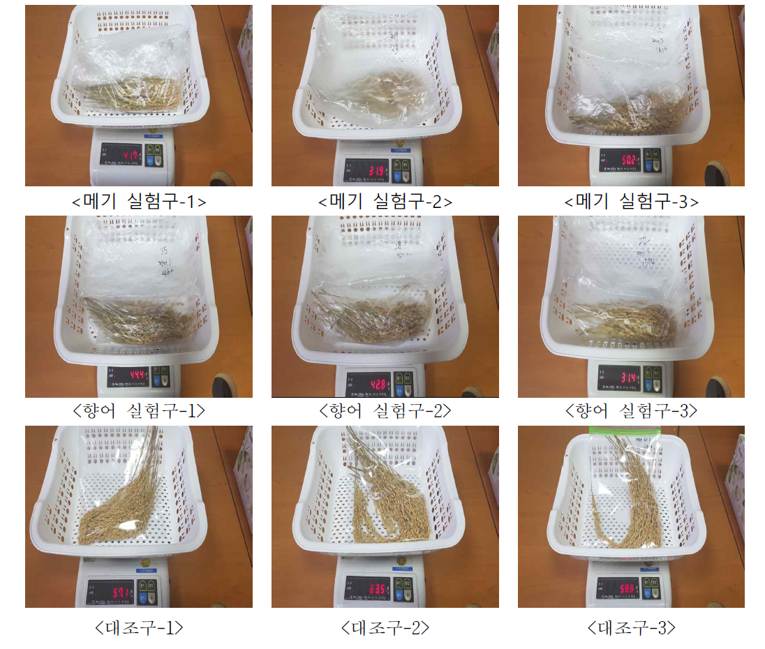 실험구와 대조구의 이삭당 낟알 수