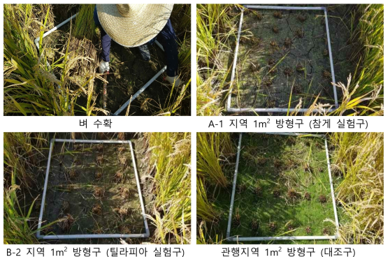 참게, 틸라피아 실험구와 대조구 방형구 내 벼 수확