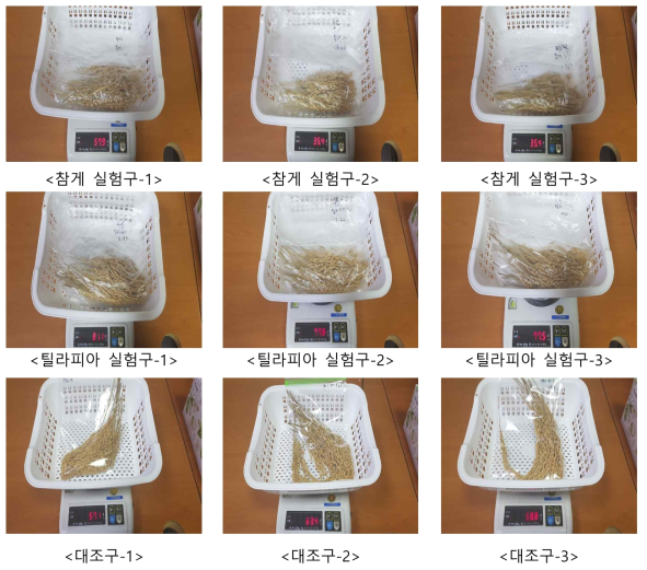 실험구와 대조구의 이삭당 낟알 수