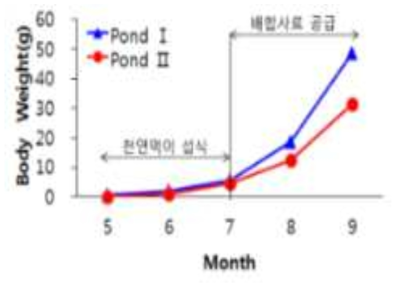 큰징거미새우 종묘입식 크기에 따른 야외호지 성장