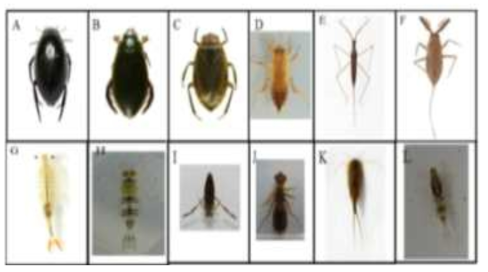 논 생태양식장에 공존하는 수서생물. A: 물땡땡이, B: 물방개, C: 물자라, D: 밀잠자리 유충, E: 게아제비, F: 장구애비, G: 풍년새우, H: 갈고리하루살이 유충, I: 송장헤어치게, J: 고추잠자리 유충, K: 긴꼬리투구새우, L: 작은갈고리하루살이