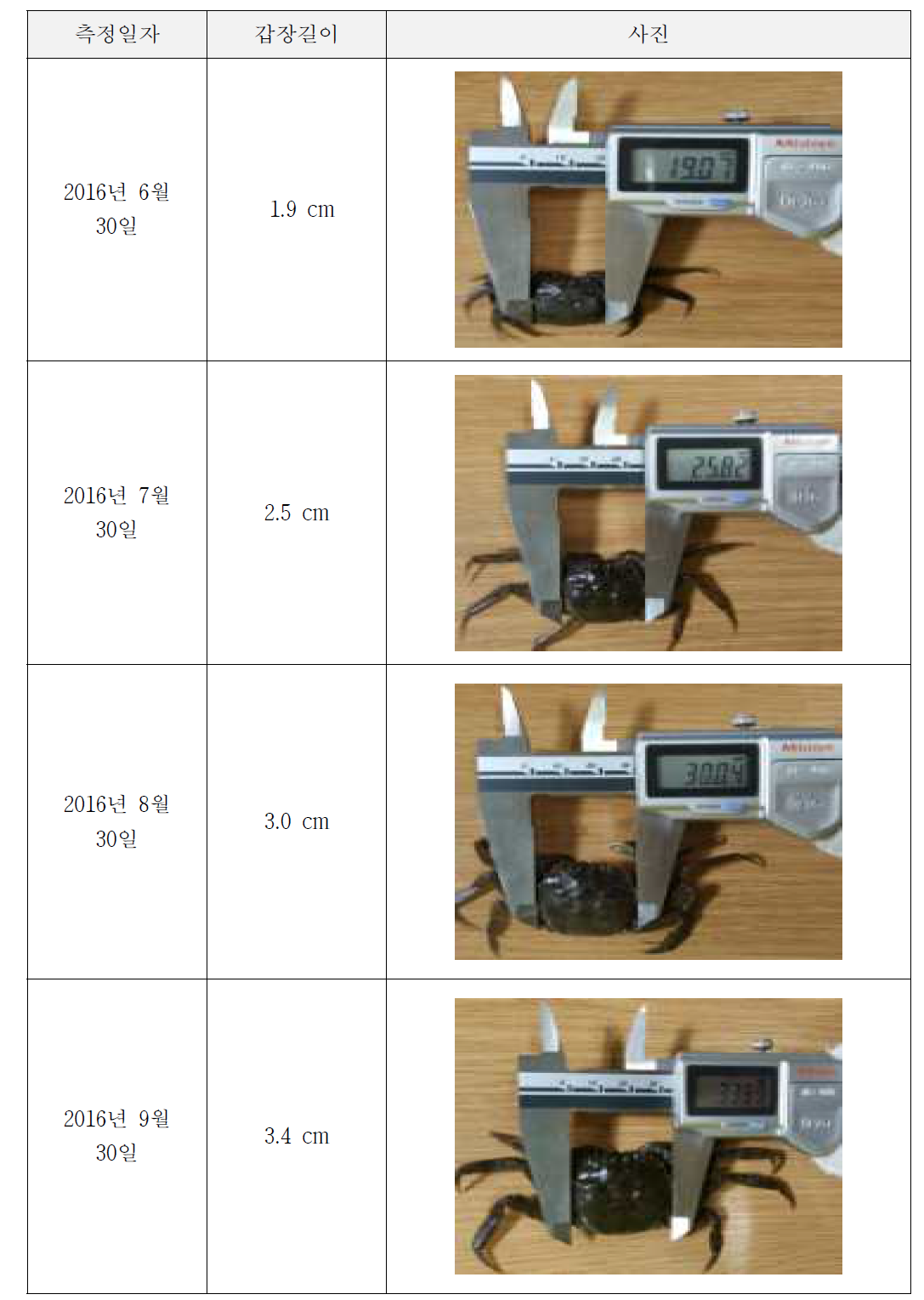 갑장길이 1.9cm의 입식참게의 성장 과정 ( 6월 30일~9월 30일)