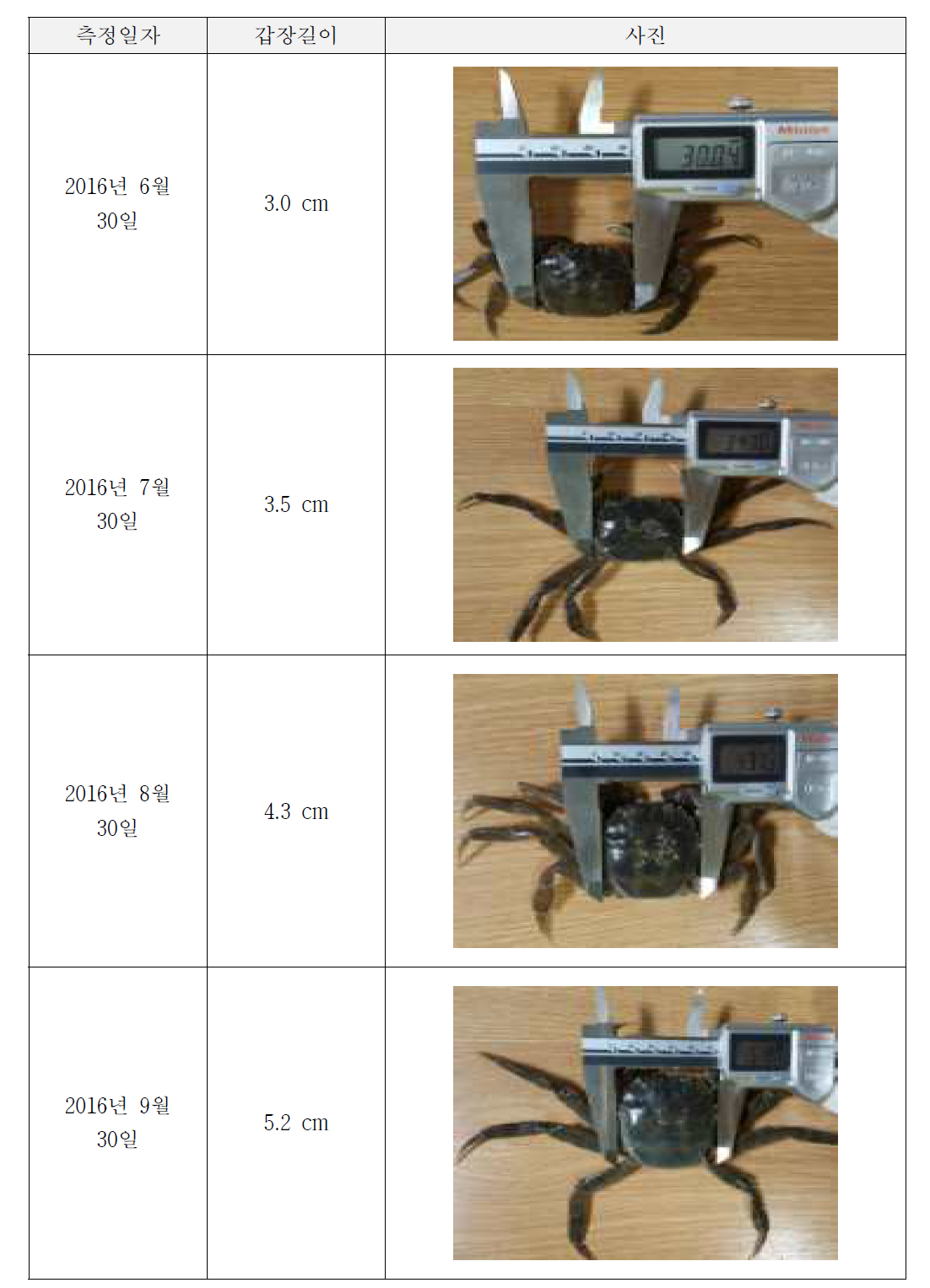 갑장길이 3.0 cm의 입식 참게의 성장 과정 (6월 30일~9월 30일)