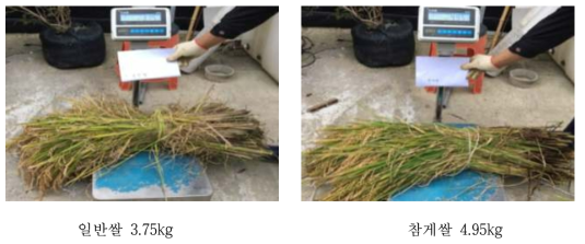 1㎡에서의 참게쌀과 일반쌀의 무게