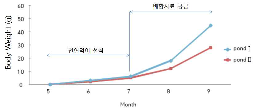 큰징거미새우 종묘입식 크기에 따른 야외호지 성장