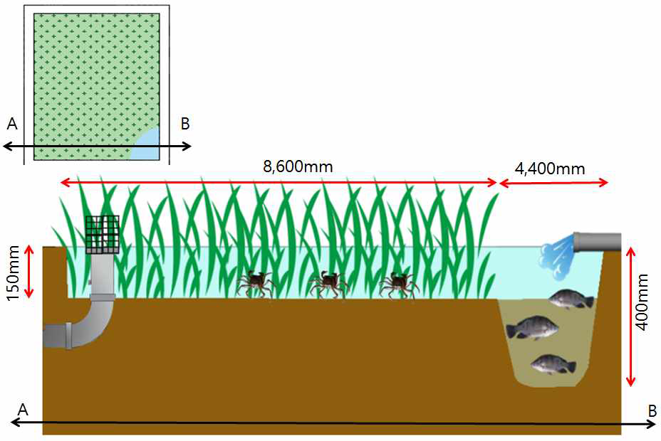 논 생태복합양식장에서 시스템 유형 3의 단면도