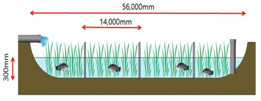 벼가 있는 구간의 논 생태양식장 단면도