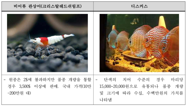 고급 관상어 어종의 가치