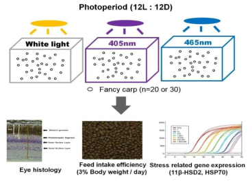 405, 465nm파장 유해성 평가 실험 모식도