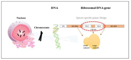종 특이적 바이오미커 제작을 위한 rDNA (리보좀 DNA)내의 ITS 부분