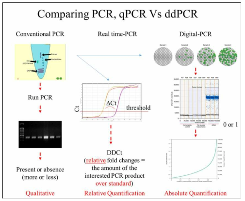 중합효소연쇄반응 (Polymerase chain reaction, PCR) 기반의 3가지 기술(Conventional PCR, Real-time PCR, Digital PCR)의 특성 및 사용 목적 비교