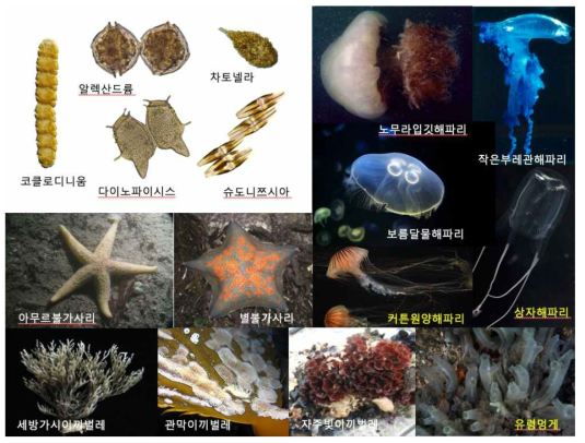 해양수산부 지정 유해해양생물 15종과 해양생태계교란생물 1종 (유령멍게). 커튼원양해파리, 상자해파리, 유령멍게는 2017년에 지정됨