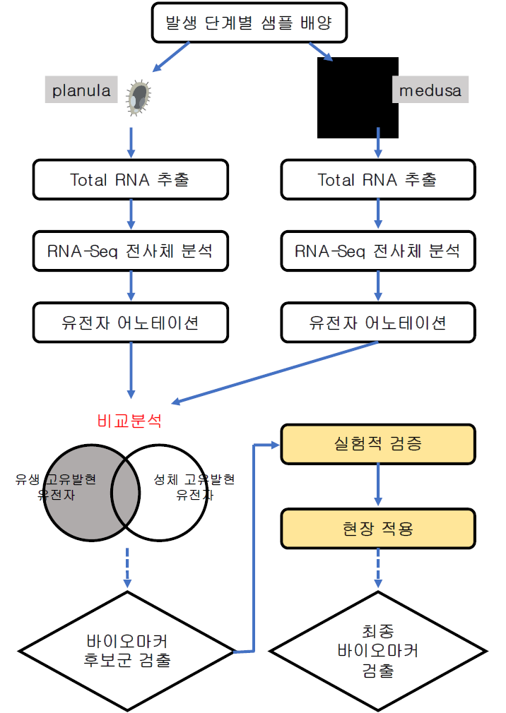 해파리 조기 탐지를 위한 초기 발생 특이적 바이오마커 발굴을 위한 워크플로우