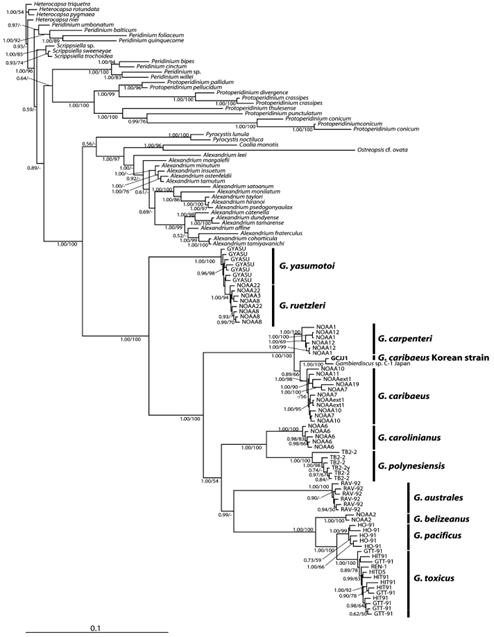 Gambierdiscus caribaeus의 SSU rDNA 중 1739 bp를 바탕으로 분석한 베이시안 트리 (Jeong et al. 2012)