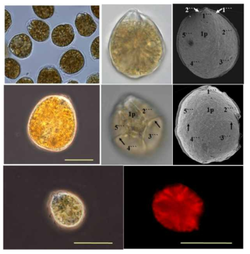Ostreopsis cf. ovata(한국종주) 의 광학현미경 및 주사전자현미경(SEM)을 통한 형태학적 관찰. 스케일바 = 25 μm (Kang et al. 2013 및 본 연구)