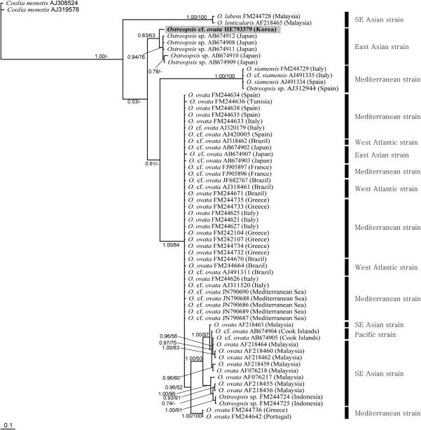 ITS1-5.8S-ITS2 부분의 467 bp를 바탕으로 분석한 베이시안 유전자 계통도 (Kang et al. 2013)