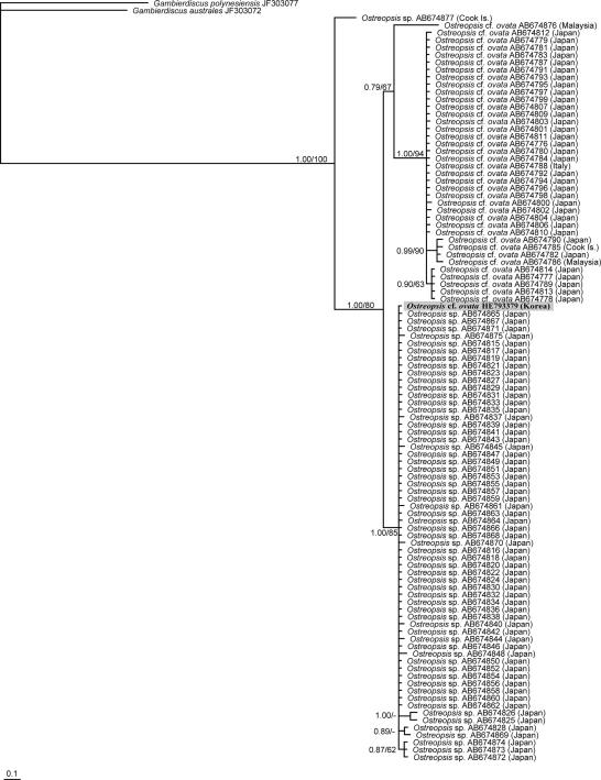 LSU D8-D10 rDNA 부분의 837 bp를 바탕으로 분석한 베이시안 유전자 계통도 (Kang et al. 2013)