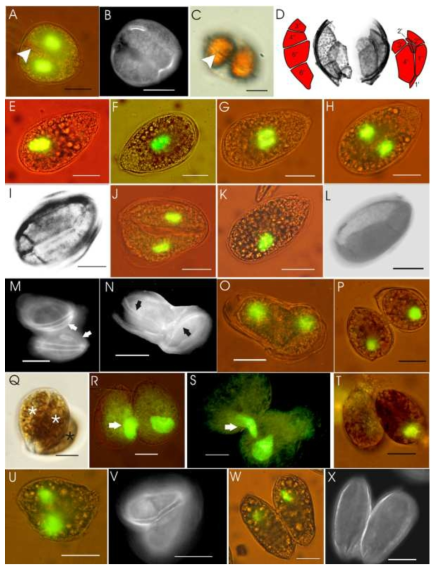 실험실 및 현장샘플의 Ostreopsis cf. ovata의 유성생식 및 무성생식의 생활사. (Bravo et al. 2012)