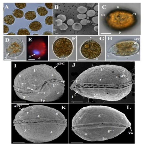 Ostreopsis cf. ovata (한국종주)의 광학현미경 및 주사전자현미경 (SEM)을 통한 형태학적 관찰(Kang et al. 2013)