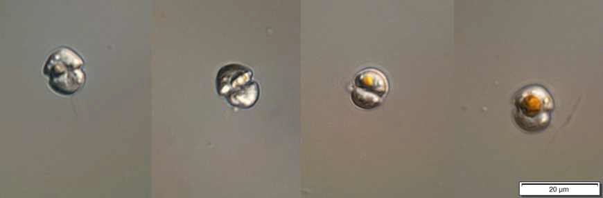 Luciella masanensis 의 광학현미경 관찰 사진