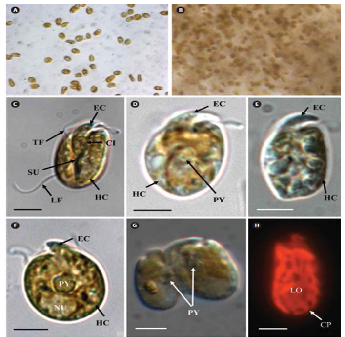 Amphidinium massartii 의 한국 균주의 현미경 사진. 광학 현미경 (Ⓐ-Ⓖ) 및 epifluorescent microscopy (H). Ⓐ 운동 세포. Ⓑ 점액에 내장 된 세포. Ⓒ 큰 hypocone (HC) 에 작은 에피콘(EC)이 있는 거의 타원형의 세포를 보여주는 복부 모습. V-shaped cingulum (CI), transverse flagellum (TF), 종축 (LF), sulcus (SU). Ⓓ 중앙 영역 근처에 위치한 피레노이드 (PY)를 보여주는 복부 사진. Ⓔ 측면도. Ⓕ hypocone과 PY에 위치한 핵(NU). Ⓖ 운동성 세포의 세포 분열. Ⓗ Lateral view a plastid (CP) 방사 로브(LO). 눈금 막대는 C-H, 5 μm를 나타냄