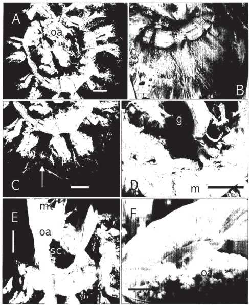 Cyanea nozakii 의 세부 기관별 형태적 특성(Park & Chang 2006)