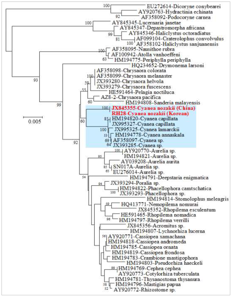 유령해파리 Cyanea nozakii 핵 18S rDNA 유전자를 이용한 계통분석