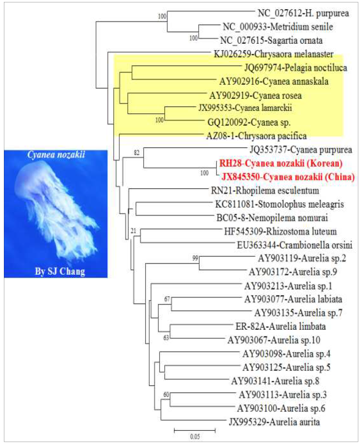 유령해파리 Cyanea nozakii 미토콘드리아 COI 유전자를 이용한 계통분석
