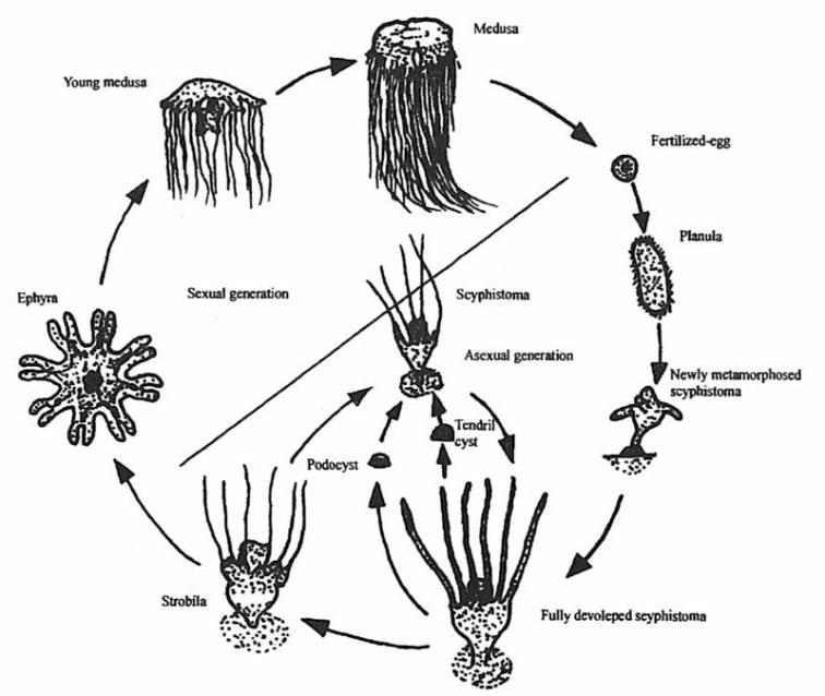 Cyanea nozakii의 생활사 (Dong et al. 2006)