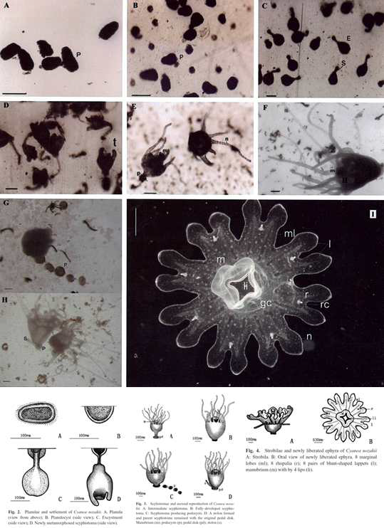 유령해파리(Cyanea nozakii)의 생활사 단계별 형태적 특성 (Dong et al. 2006; 2008)