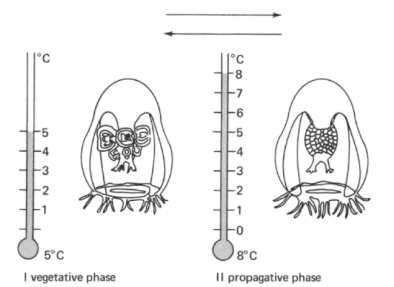 가지해파리(R. octopunctata)의 수온에 따른 생식형 변화(Werner, 1963)