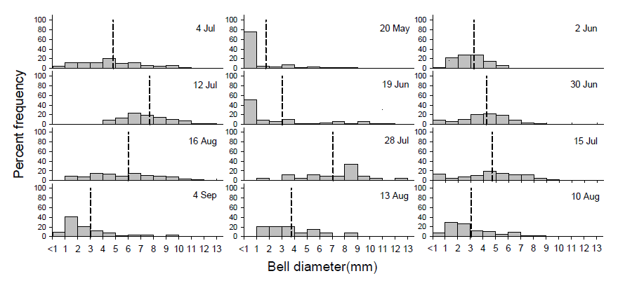 시화호 내측에서 Blackfordia virginica 의 조사 시기별 우산직경 변화