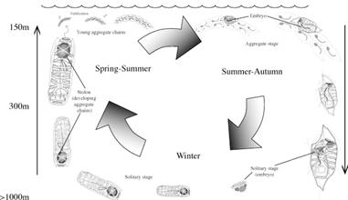 Salpa sp.의 Life cycle